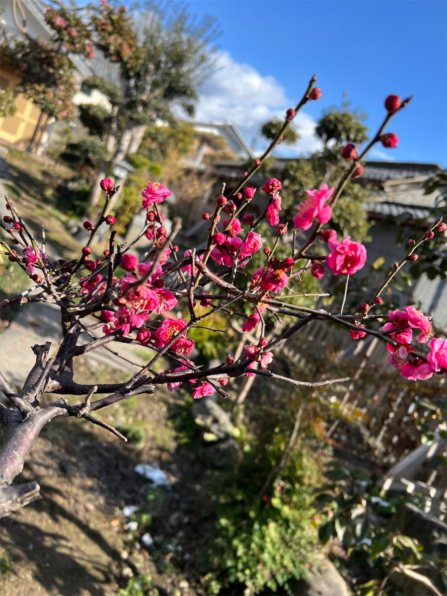 田岡旅館 ギャラリー